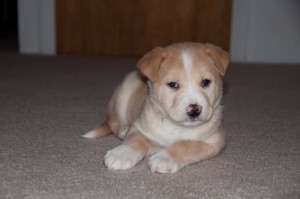 Starting the new year with a new member of the family. Lucy is half husky and half golden retriever.